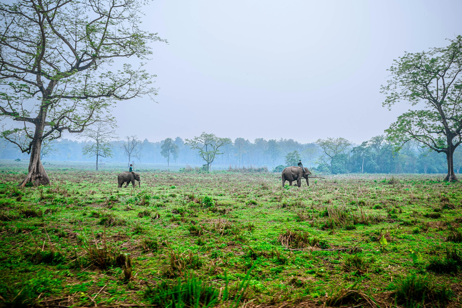 Chitwan National Park
